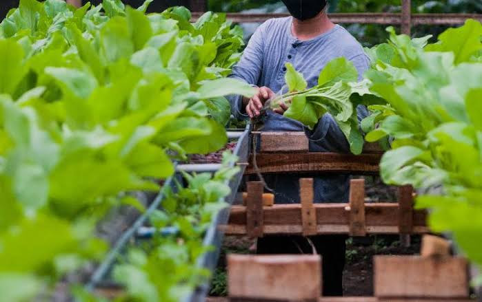 Petani bayam jepang di Lembang, Bandung. Foto: LINES