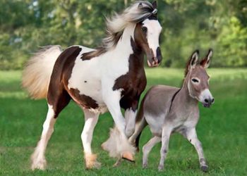 Tasbih – (Subhanallah)
