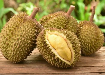 Ini 6 Efek Samping Kebanyakan Makan Durian
