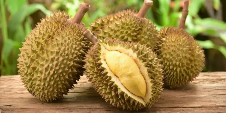 Buah durian dapat mengganggu kesehatan jika Anda makan secara berlebihan. Foto: LINES