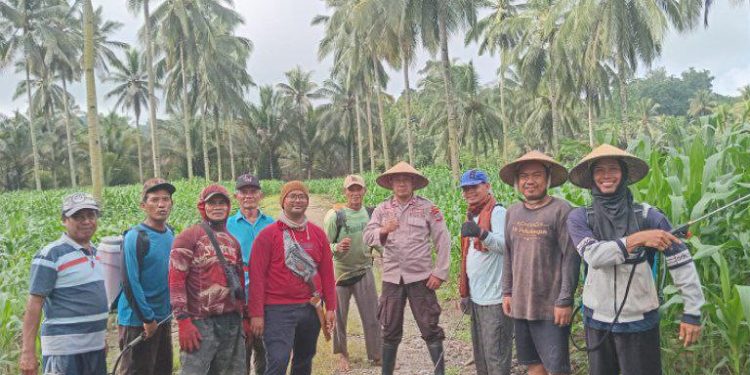 Warga LDII di Kecamatan Dumoga Barat, Kabupaten Bolaang Mongondow bekerja sama menanam jagung di lahan seluas dua hektare. Foto: LINES.