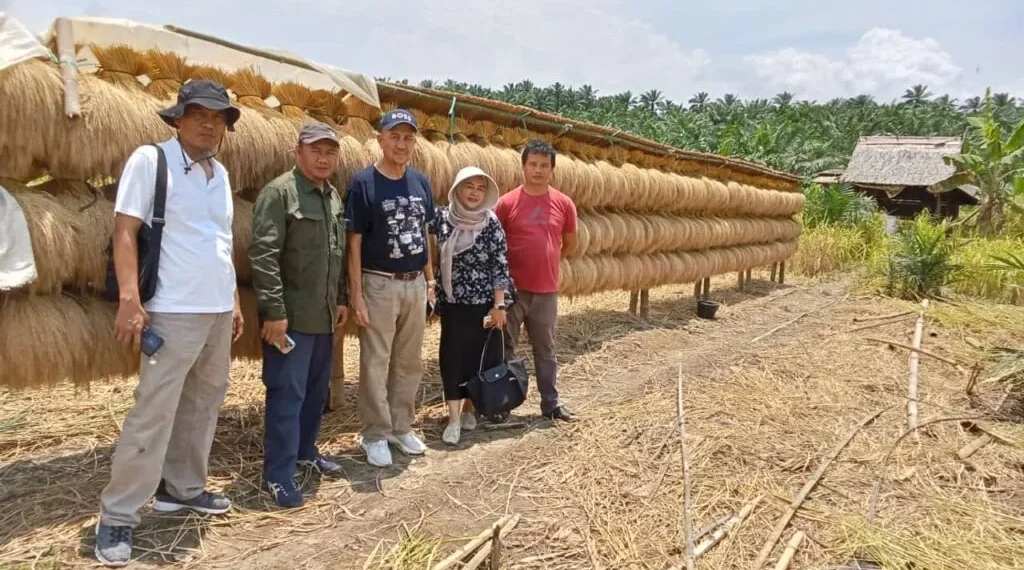 Warga LDII di Kecamatan Cikeusik, Aryadi yang juga ketua Kelompok Tani Neglasari bersama petani lainnya melakukan panen perdana padi gogo pada Sabtu (5/4). Foto: LINES