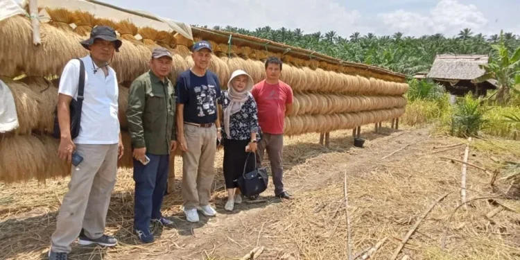 Warga LDII di Kecamatan Cikeusik, Aryadi yang juga ketua Kelompok Tani Neglasari bersama petani lainnya melakukan panen perdana padi gogo pada Sabtu (5/4). Foto: LINES
