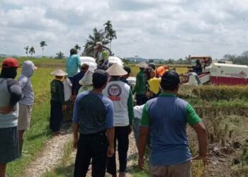 Dukung Ketahanan Pangan, Warga LDII Sitiung Gotong Royong Panen Padi