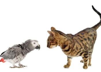 Kita Bukanlah Kakatua