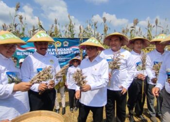 Blora Didorong Jadi Pusat Pengembangan Sorgum Nasional