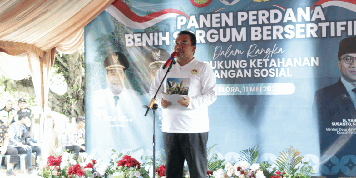 Langkah nyata pengembangan sorgum sebagai komoditas strategis nasional ditunjukkan melalui kegiatan panen raya yang digelar di Desa Kedungwungu, Kecamatan Todanan, Blora, pada Minggu (11/5). Foto: LINES