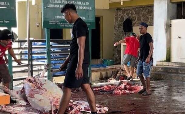 DPW LDII Malut menyembelih 80 sapi di momen Idul Adha tahun ini. Foto: LINES.