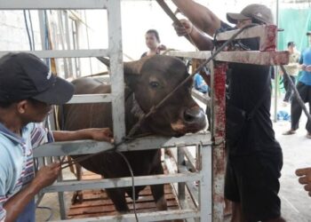Saat Idul Adha, LDII NTT Kurban 100 Ekor dan Bagikan Daging pada Warga