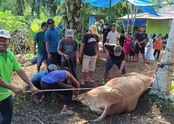 Idul Adha, LDII Pasaman Barat Bagikan 1.000 Paket Daging Kurban