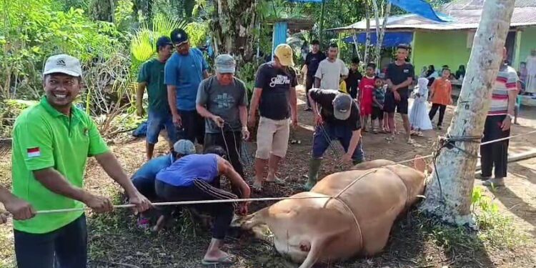Ketua DPD LDII Pasaman Barat, Ilham Kurnia Sofyan memimpin prosesi penyembelihan hewan kurban. Foto: LINES.