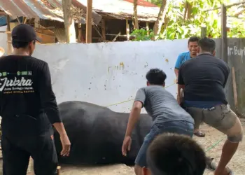 Semangat Gotong Royong dan Menabung, Jumlah Hewan Kurban LDII Sugihwaras Meningkat