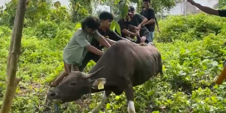 Warga PC LDII Kecamatan Baras menyembelih hewan kurban sebanyak empat ekor sapi pada Idul Adha 1446 H. Foto: LINES.