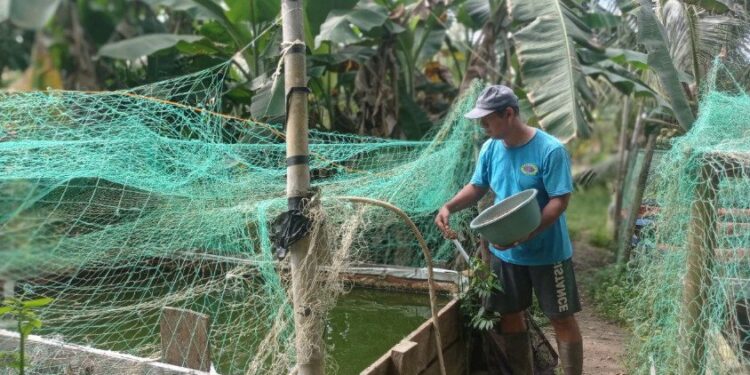 Hidayat, warga LDII Nunukan yang sukses mengembangkan usaha budidaya ikan lele di pekarangan rumahnya. Foto: LINES