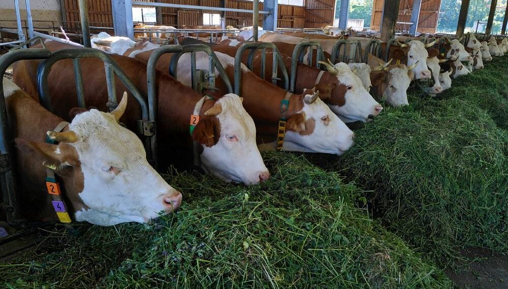 Ilustrasi Foto Sapi.