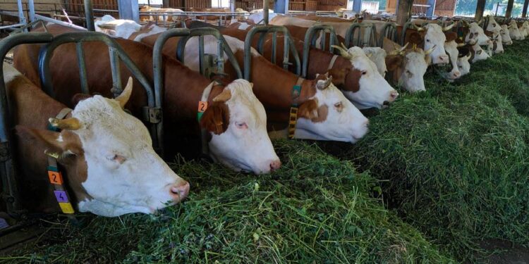Ilustrasi Foto Sapi.
