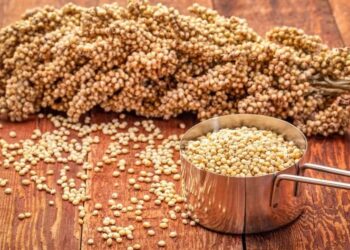 Sorgum, Butir Kecil Masa Depan Pangan Indonesia