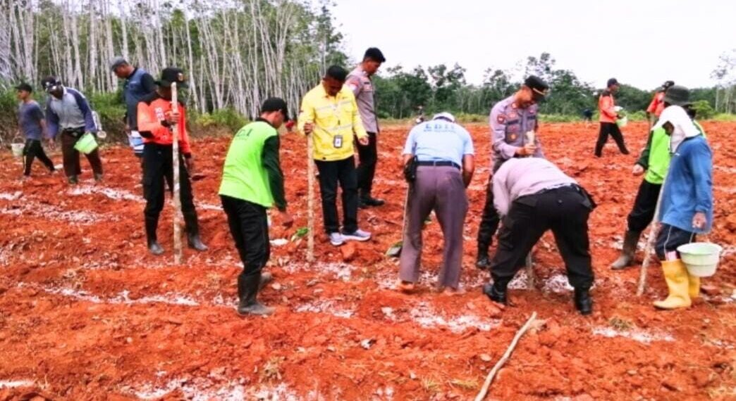 Polres Kotabaru melalui Polsek Pulaulaut Utara menggandeng DPD LDII Kotabaru dan PT Gatherie dalam kegiatan penanaman jagung. Foto: LINES.