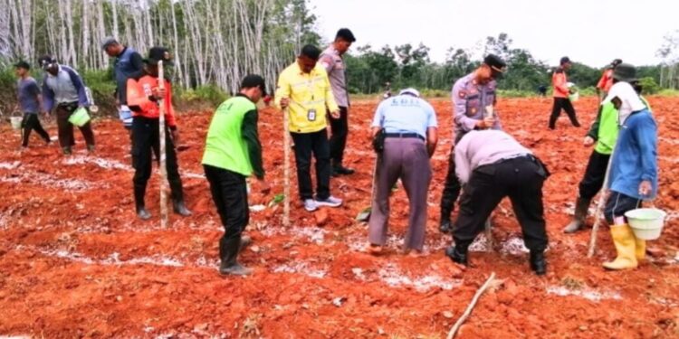 Polres Kotabaru melalui Polsek Pulaulaut Utara menggandeng DPD LDII Kotabaru dan PT Gatherie dalam kegiatan penanaman jagung. Foto: LINES.