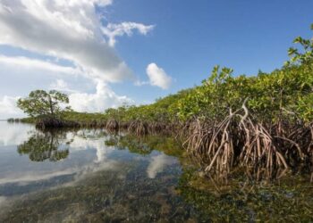 Memanfaatkan Mangrove Sebagai Lumbung Pangan