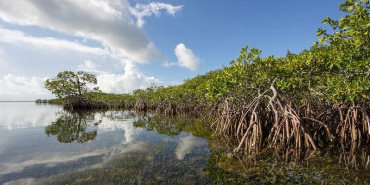 Hutan Mangrove. Foto: gramedia.com