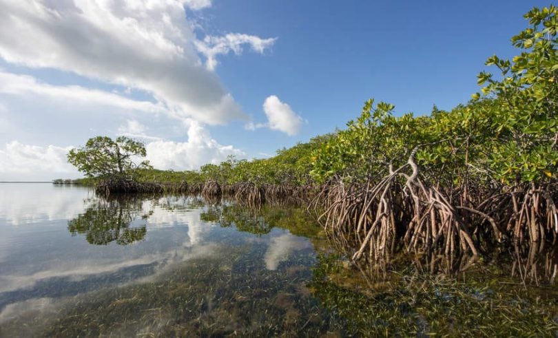 Hutan Mangrove. Foto: gramedia.com