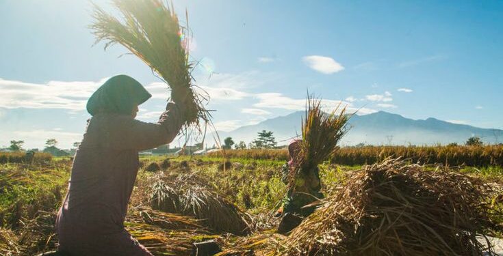 Ilustrasi: Pinterest/Mongabay.