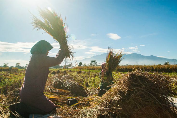 Ilustrasi: Pinterest/Mongabay.