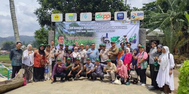 Panen Raya Sorgum Nasional di Pusat Pengembangan Sorgum Nasional. Foto: LINES. Foto: LINES.