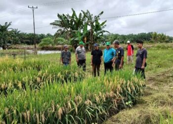 Kunjungi Demplot Padi di Lahan Gambut, Ketua LDII Kalbar Dorong Penambahan Luasan Tanam