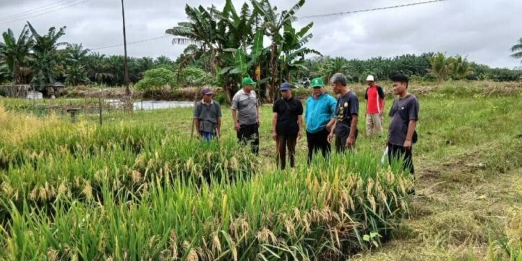 Ketua LDII Kalbar dan rombongan mengunjungi demplot padi di lahan gambut yang digagas salah satu warga Desa Batu Nanta, Kecamatan Belimbing, Kabupaten Melawi. Foto: LINES.