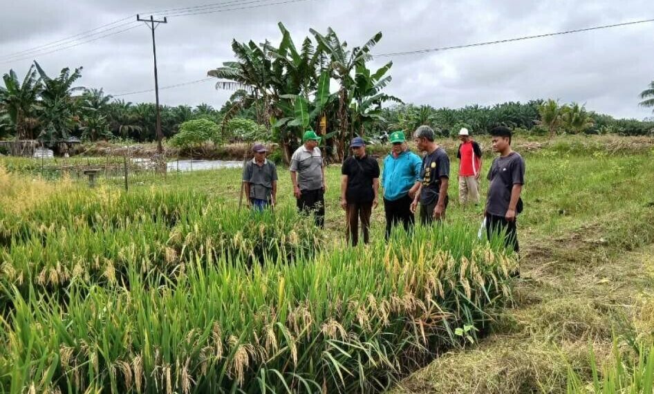 Ketua LDII Kalbar dan rombongan mengunjungi demplot padi di lahan gambut yang digagas salah satu warga Desa Batu Nanta, Kecamatan Belimbing, Kabupaten Melawi. Foto: LINES.