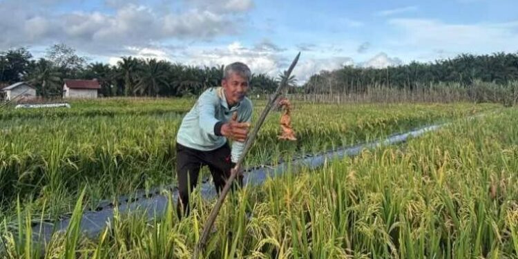 Petani yang juga warga LDII Melawi Kalbar, Taswadi berhasil menanam padi unggul di lahan gambut. Foto: LINES.