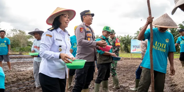 DPD LDII Kabupaten Melawi melaksanakan kegiatan penanaman demplot padi varietas IPB9G di lahan gambut. Foto: LINES
