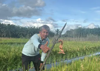 Taswadi Mengubah Lahan Gambut Melawi Jadi Lumbung Pangan