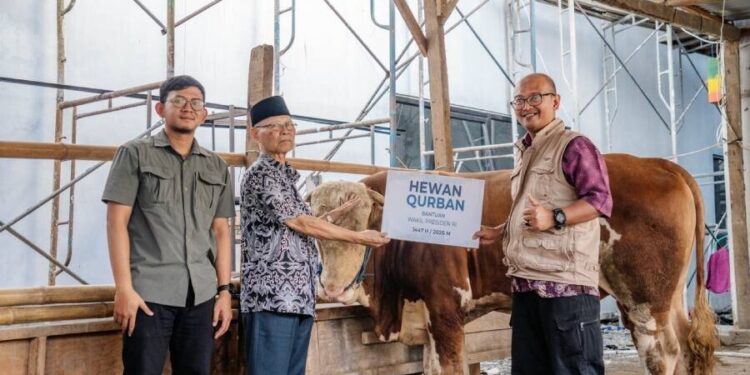 Pondok Pesantren (Ponpes) Wali Barokah menerima sapi kurban amanah dari Wakil Presiden Republik Indonesia, Gibran Rakabuming Raka. Foto: LINES.