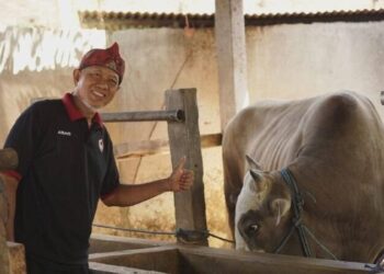 Sapi Warga LDII Polman Jadi Pilihan Kurban Presiden Prabowo, Capai Bobot 1 Ton
