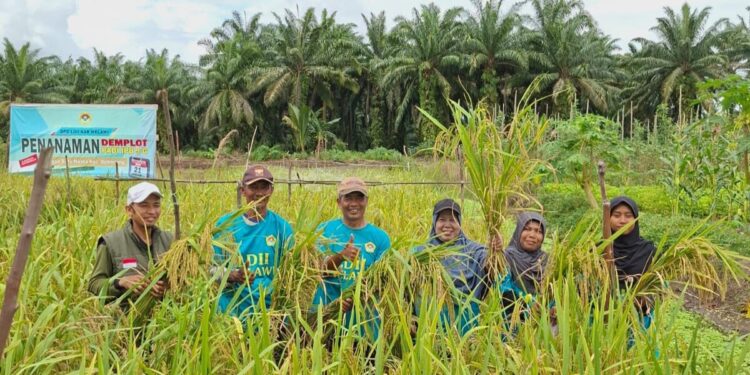 DPD LDII Kabupaten Melawi menuai hasil panen demplot padi varietas (amfibi) IPB 9G di Desa Batu Nanta, Melawi, Kalimantan Barat. Foto: LINES