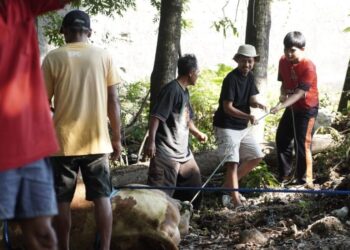 LDII Nogosari Sembelih 80 Sapi dan 103 Kambing pada Idul Adha 1447 H