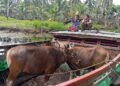 Sapi Kurban Itu Naik Pompong untuk Semarakkan Idul Adha