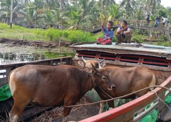 Sapi Kurban Itu Naik Pompong untuk Semarakkan Idul Adha