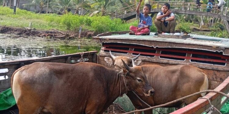 Perjalanan membawa hewan kurban dengan pompong itu dipimpin Ketua Pimpinan Cabang LDII Kecamatan Pulau Burung, Sumeri. Foto: LINES.