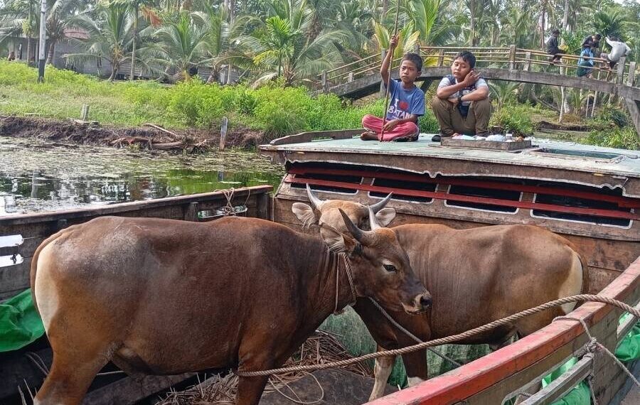 Perjalanan membawa hewan kurban dengan pompong itu dipimpin Ketua Pimpinan Cabang LDII Kecamatan Pulau Burung, Sumeri. Foto: LINES.