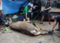 LDII Biak Numfor Helat Pembagian Daging Kurban, Perkuat Kepedulian Sosial
