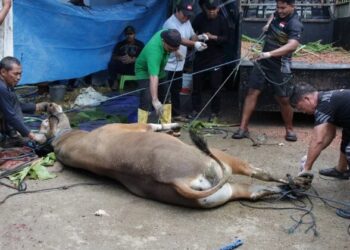 LDII Biak Numfor Helat Pembagian Daging Kurban, Perkuat Kepedulian Sosial