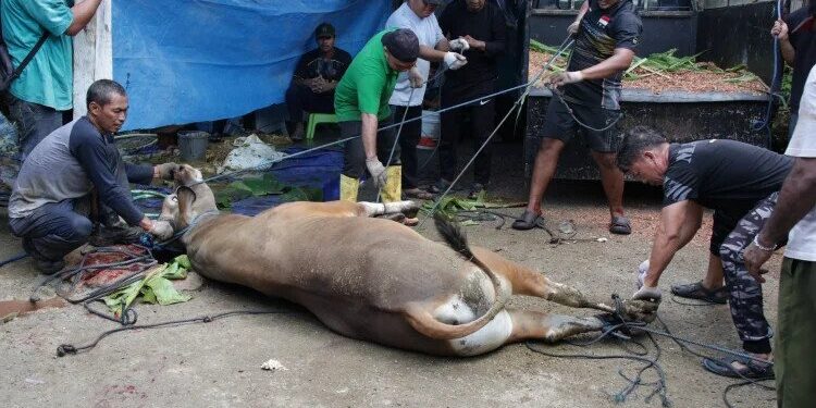 Momentum Hari Raya Idul Adha 1447 Hijriah dimanfaatkan warga LDII Kabupaten Biak Numfor untuk berbagi kebahagiaan dengan masyarakat. foto: LINES
