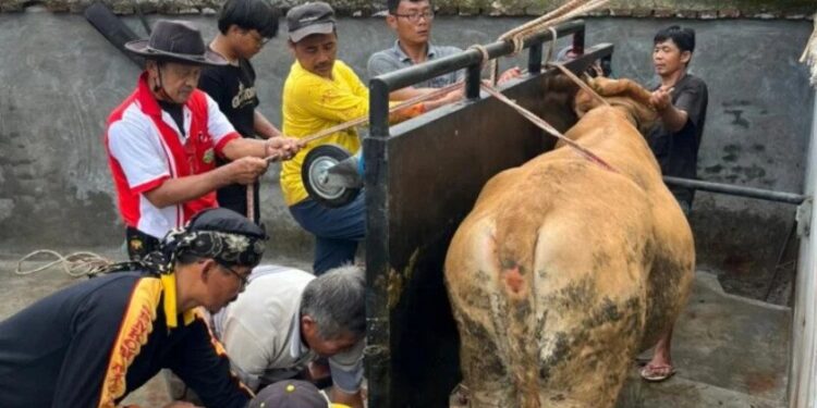 Warga LDII Kabupaten Pemalang kembali mencatatkan peningkatan capaian ibadah kurban pada Iduladha 1447 Hijriah/2026 Masehi. Foto: LINES