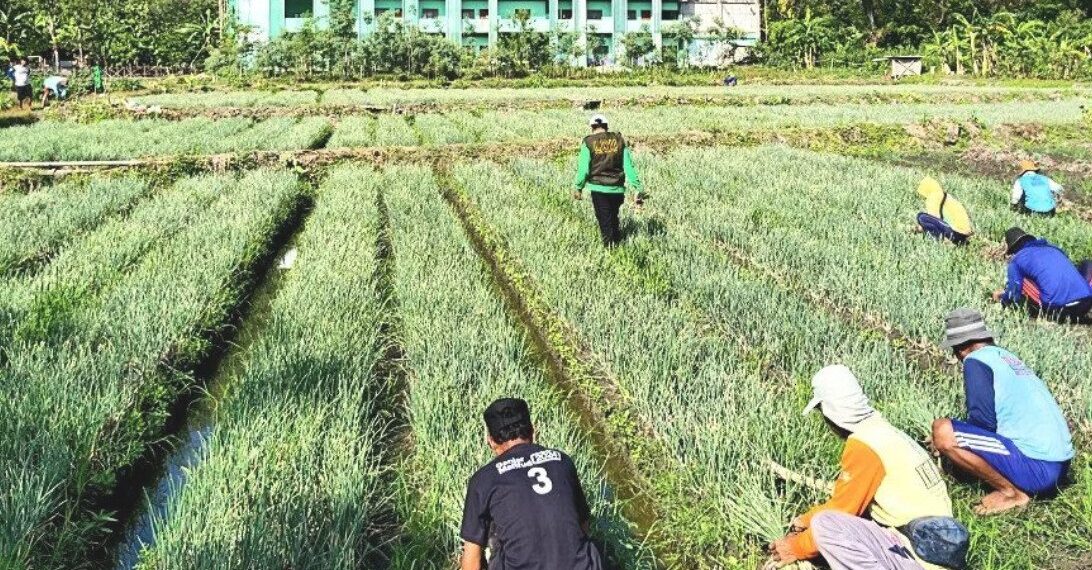 PC LDII Bayat, Kabupaten Klaten, menggelar panen raya bawang merah di lahan pertanian kompleks Islamic Center Generasi Penerus (ICGP), Bayat, Klaten. Foto: LINES