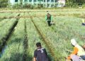 Panen Raya Bawang Merah LDII Bayat Dorong Ketahanan Pangan dan Kemandirian Ekonomi Petani Klaten