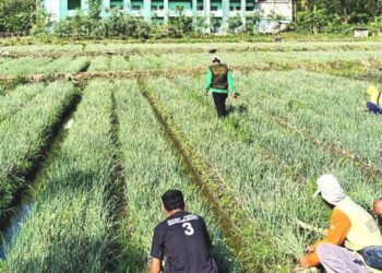 Panen Raya Bawang Merah LDII Bayat Dorong Ketahanan Pangan dan Kemandirian Ekonomi Petani Klaten